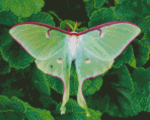 Lunar Moth Diamond Paintings