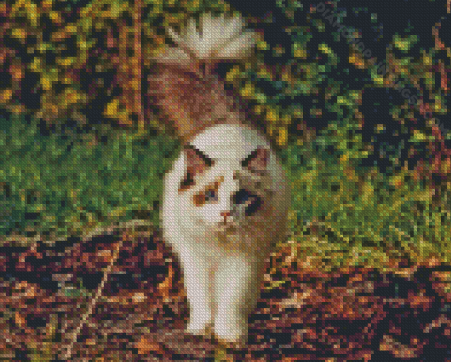 Ragdoll Cat Diamond Paintings