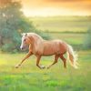 Running Palomino Horse Diamond Paintings