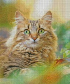 Tabby Persian Cat Diamond Paintings