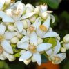 White Orange Blossom Flower Diamond Paintings