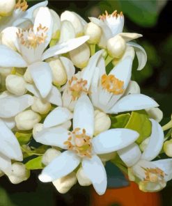 White Orange Blossom Flower Diamond Paintings