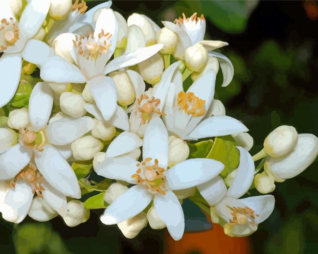 White Orange Blossom Flower Diamond Paintings