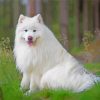 White Fluffy Dog In Forest Diamond Paintings