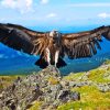 Andean Condor Bird Wings Diamond Paintings