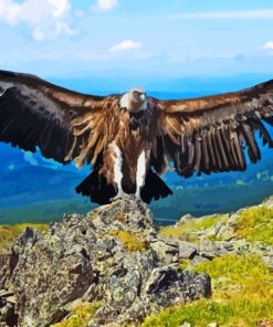 Andean Condor Bird Wings Diamond Paintings