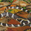 Black And White Krait Snake 5D Diamond Paintings