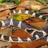 Black And White Krait Snake 5D Diamond Paintings