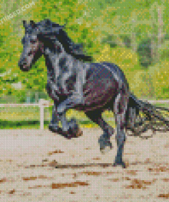 Black Sport Horse Diamond Paintings