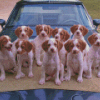 Brittany Puppies On Car Diamond Paintings