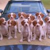 Brittany Puppies On Car Diamond Paintings