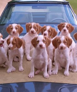 Brittany Puppies On Car Diamond Paintings