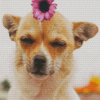 Chihuahua With Flower Diamond Paintings