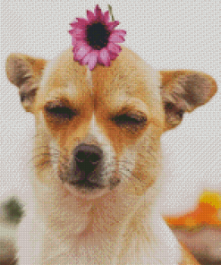 Chihuahua With Flower Diamond Paintings