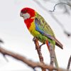 Eastern Rosella On Branch Diamond Paintings