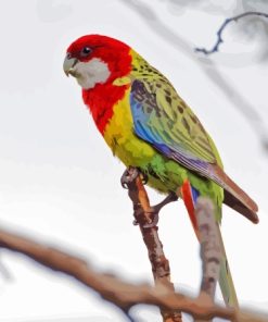 Eastern Rosella On Branch Diamond Paintings