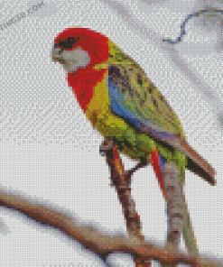 Eastern Rosella On Branch Diamond Paintings