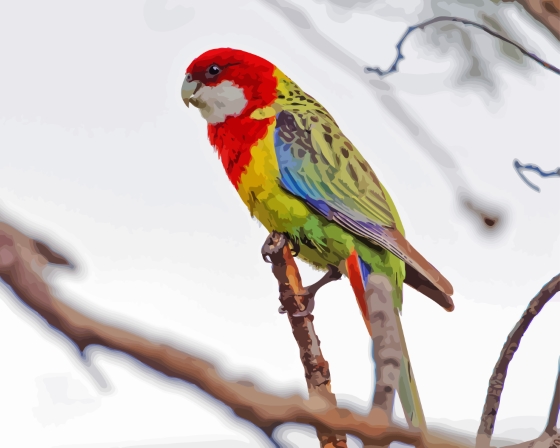 Eastern Rosella On Branch Diamond Paintings