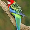 Eastern Rosella Back Diamond Paintings