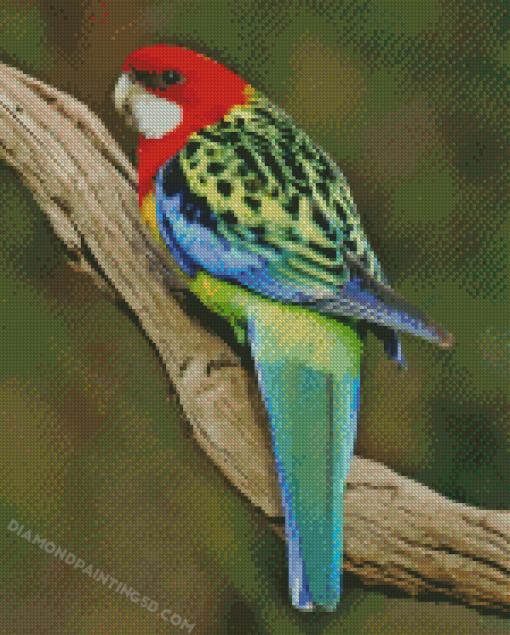 Eastern Rosella Back Diamond Paintings