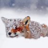 Fox In The Snow Diamond Paintings