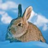 Grey Bunny In Snow Diamond Paintings