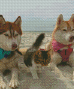 Huskies With Cat Diamond Paintings