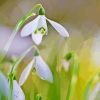 Plant Snowdrops Diamond Paintings