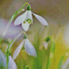 Plant Snowdrops Diamond Paintings