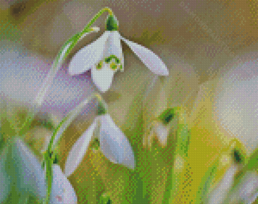 Plant Snowdrops Diamond Paintings