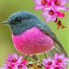 Rose Robin With Pink Flowers Diamond Paintings