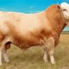 Simmental Cattle Diamond Paintings