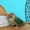 Turquoise Cheek Conure Diamond Paintings