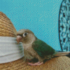 Turquoise Cheek Conure Diamond Paintings