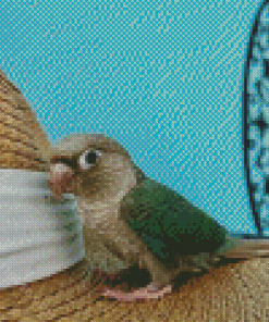 Turquoise Cheek Conure Diamond Paintings