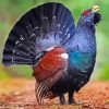 Western Capercaillie Diamond Paintings