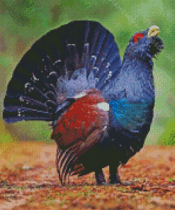 Western Capercaillie Diamond Paintings