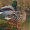 Wild Ducks Diamond Paintings