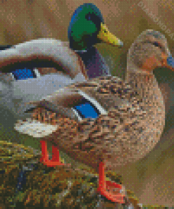 Wild Ducks Diamond Paintings