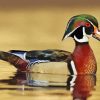 Wood Duck Diamond Paintings