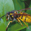 Yellowjacket On Plant Leaf Diamond Paintings