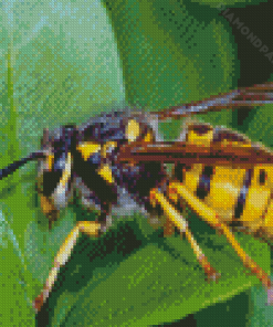 Yellowjacket On Plant Leaf Diamond Paintings