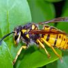 Yellowjacket On Plant Leaf Diamond Paintings