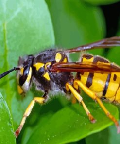 Yellowjacket On Plant Leaf Diamond Paintings