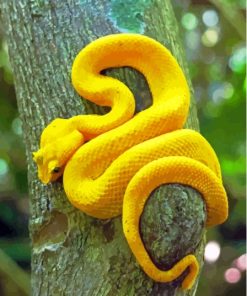 Yellow Snake Viper On Tree Diamond Paintings