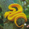 Yellow Snake Viper On Tree Diamond Paintings