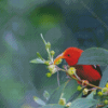 Aesthetic Hawaiian Honeycreeper Diamond Paintings