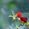 Aesthetic Hawaiian Honeycreeper Diamond Paintings