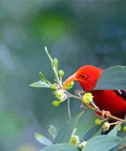 Aesthetic Hawaiian Honeycreeper Diamond Paintings