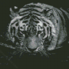 Black And White Tiger In The Water Diamond Paintings